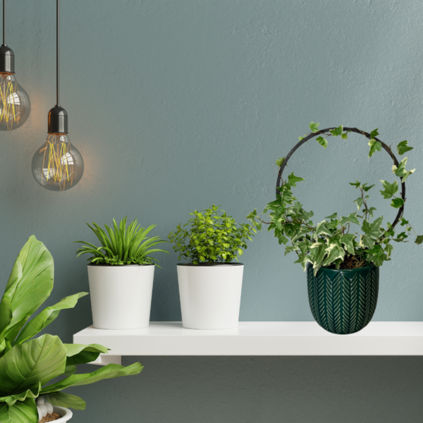 Plant Support AURA M/L - Image 11