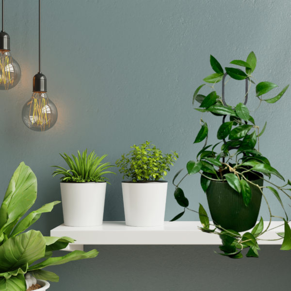 Plant Support OVAL M/L - Image 12