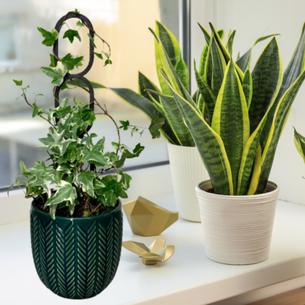 Plant Support OVAL M/L - Image 9