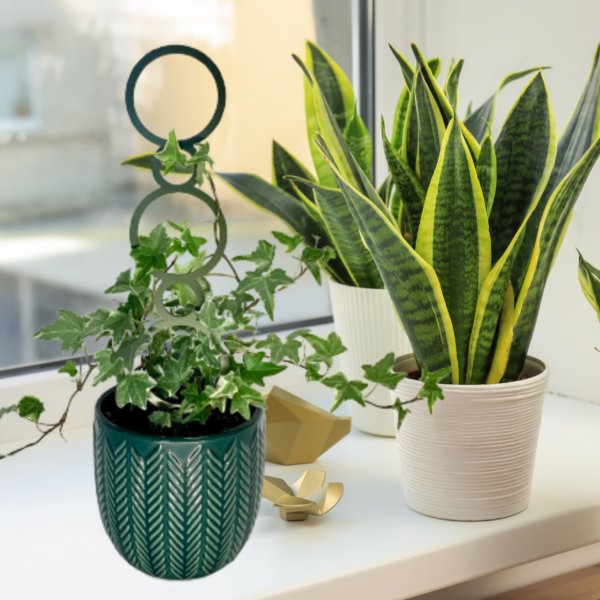 Plant Support CORAL M/L - Image 11