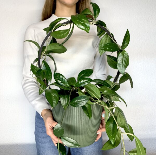 Plant Support AURA M/L - Image 7