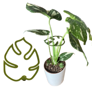 Zapinka MONSTERA S/M