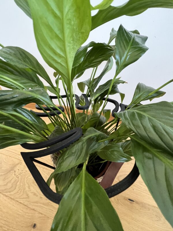 Plant Support RING MONSTERA M/L - Image 7